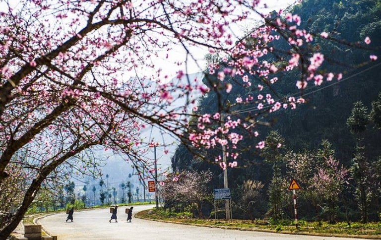 Du lịch Hà Giang mùa nào đẹp nhất? Mùa xuân tại Hà Giang