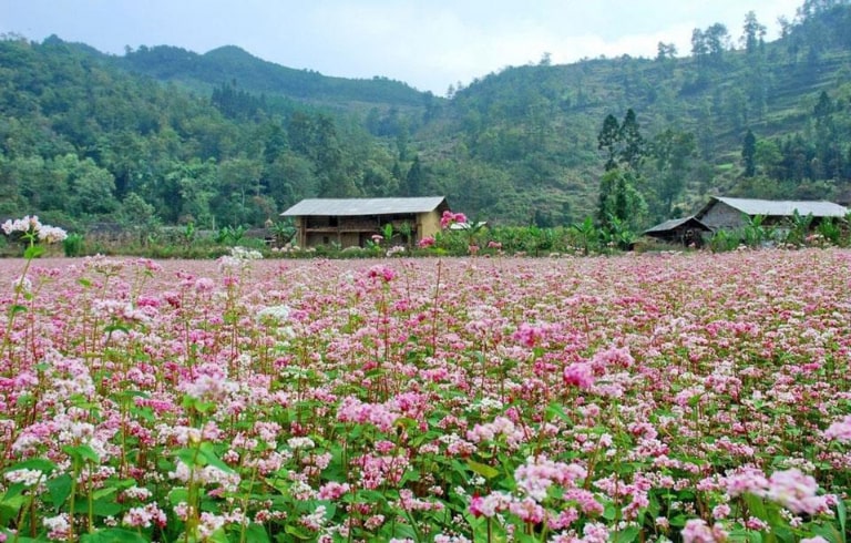 Mùa hoa tam giác mạch khoe sắc