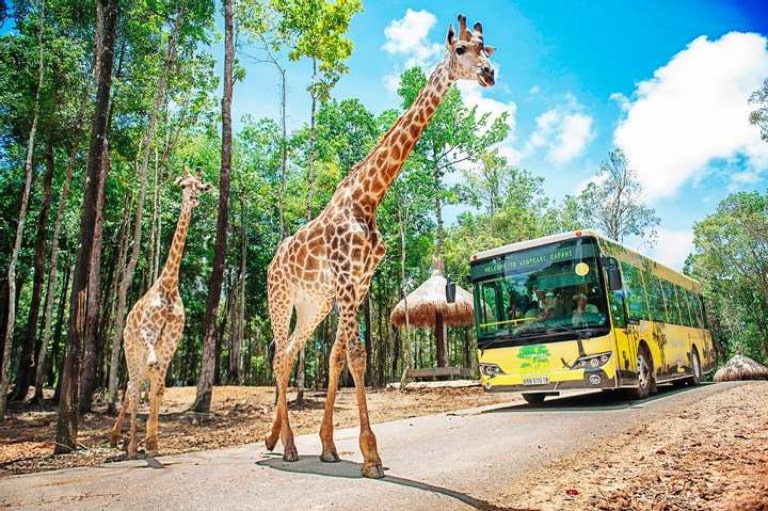 Tích lũy kinh nghiệm của mọi người để khám phá trọn vẹn Vinpearl Safari ở Phú Quốc